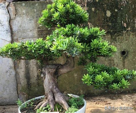 羅漢松種植方法|羅漢松種植指南：掌握技巧，輕鬆種出蒼翠羅漢松 